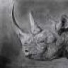 Rhino