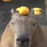 Capibara